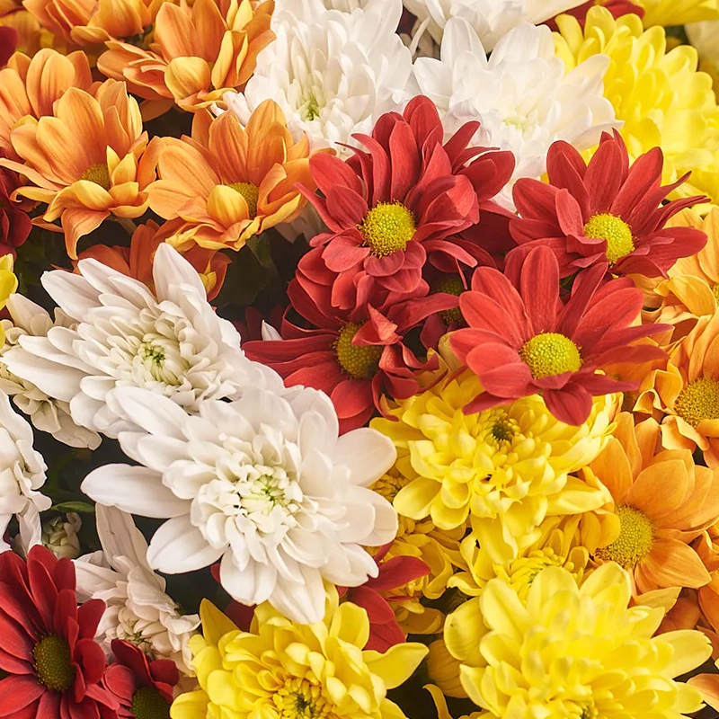 Букет из 25 кустовых цветных хризантем